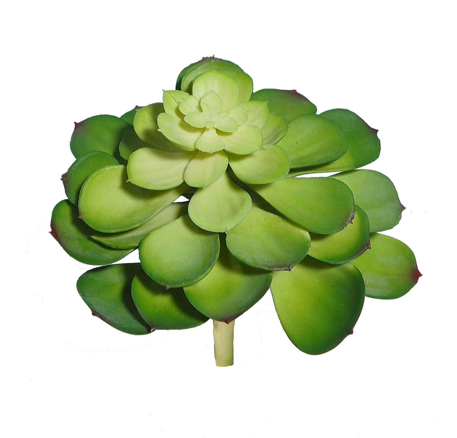 1280180.jpg Echeveria verde x16cm - Imagen 1
