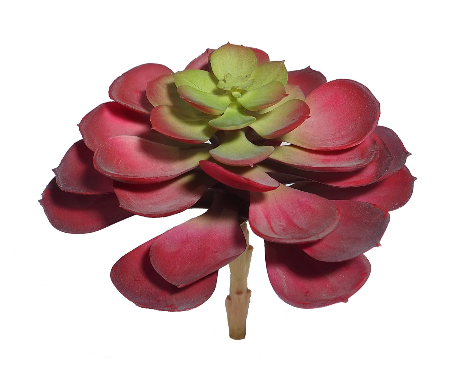 1280185.jpg Echeveria roja x16cm - Imagen 1