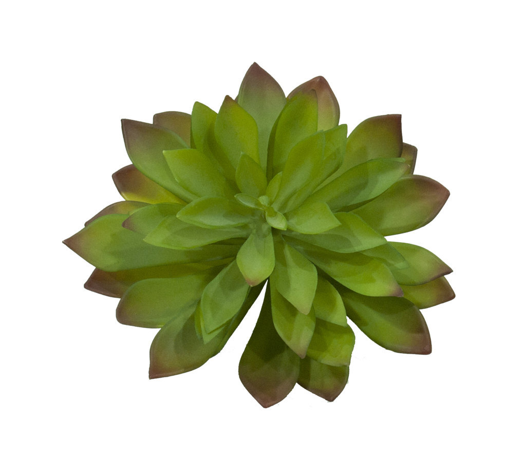 1280190.jpg Echeveria Agavoides verde Ø22x20cm - Imagen 1