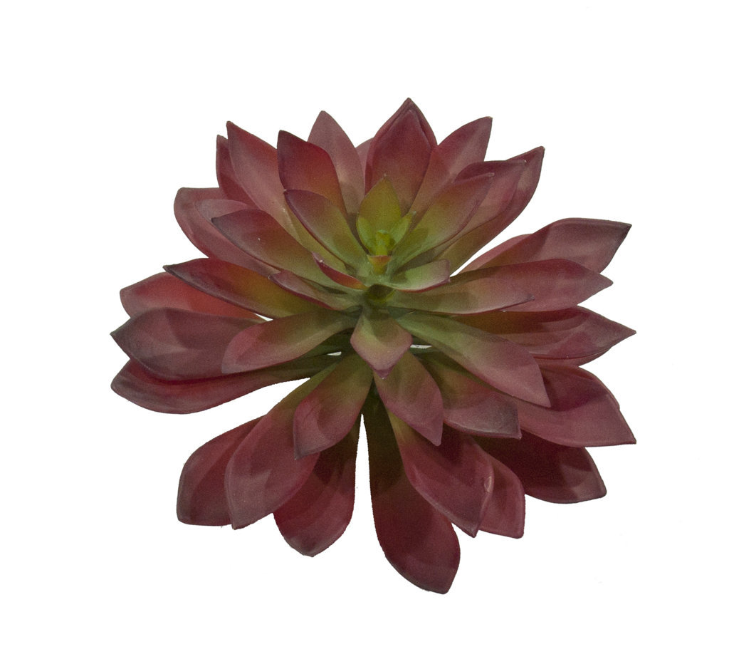 1280195.jpg Echeveria Agavoides Roja Ø22x20cm - Imagen 1