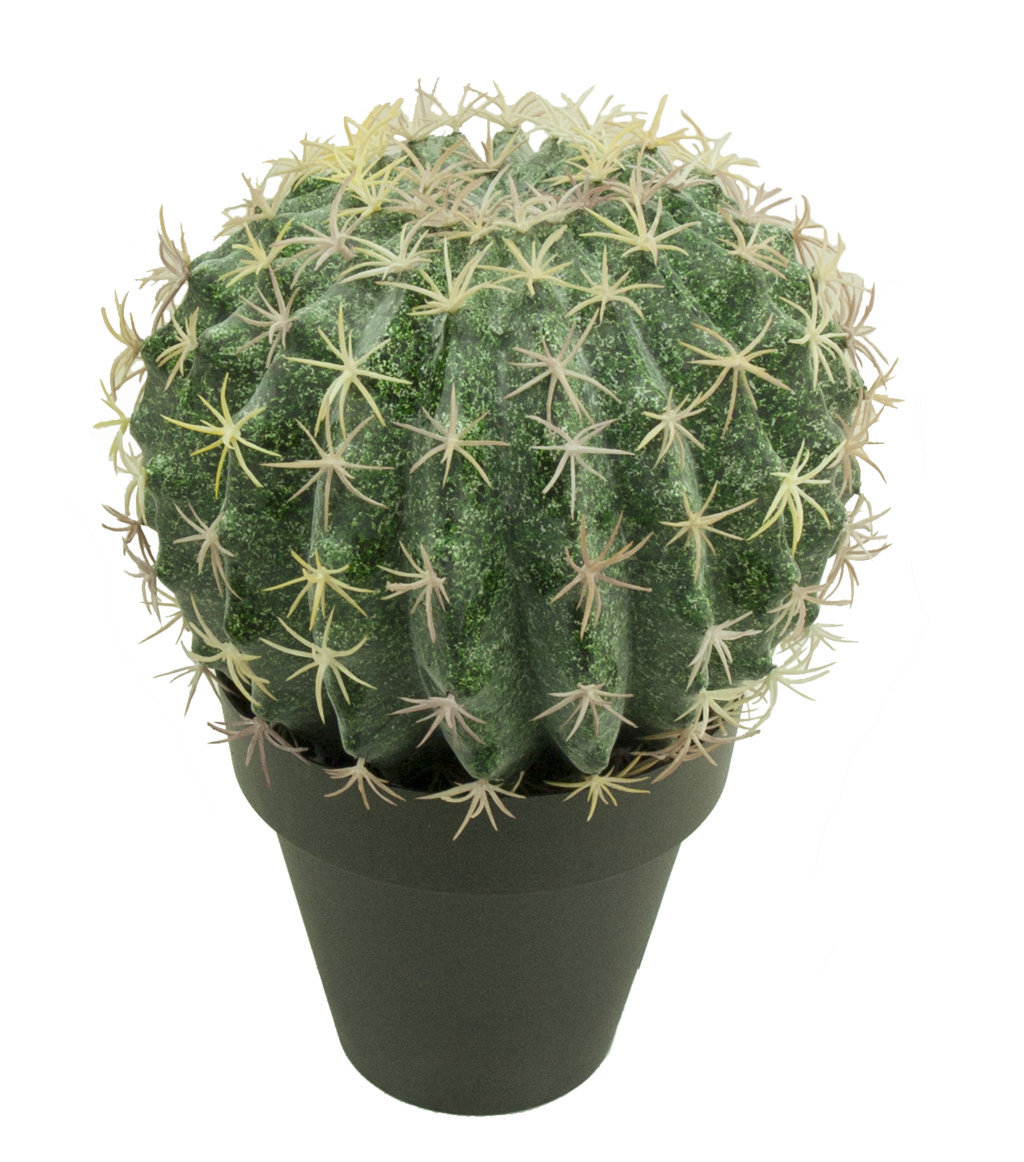 1280200A Cactus redondo Echinocactus c/macetaØ14 - Ø16x25cm - Imagen 1
