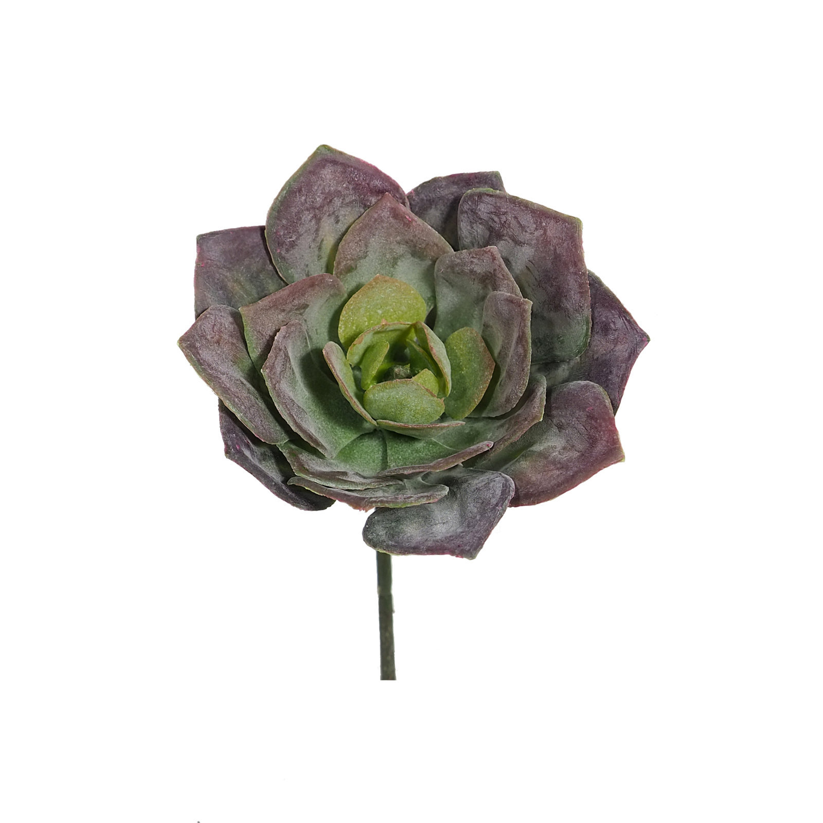 1290969 Echeveria Carnosa Malva Ø10cm. - Imagen 1