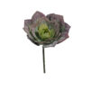 Echeveria Carnosa Malva Ø10cm. - Imagen 2
