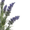 Lavanda Lila Plástico con maceta -35cm - Imagen 2