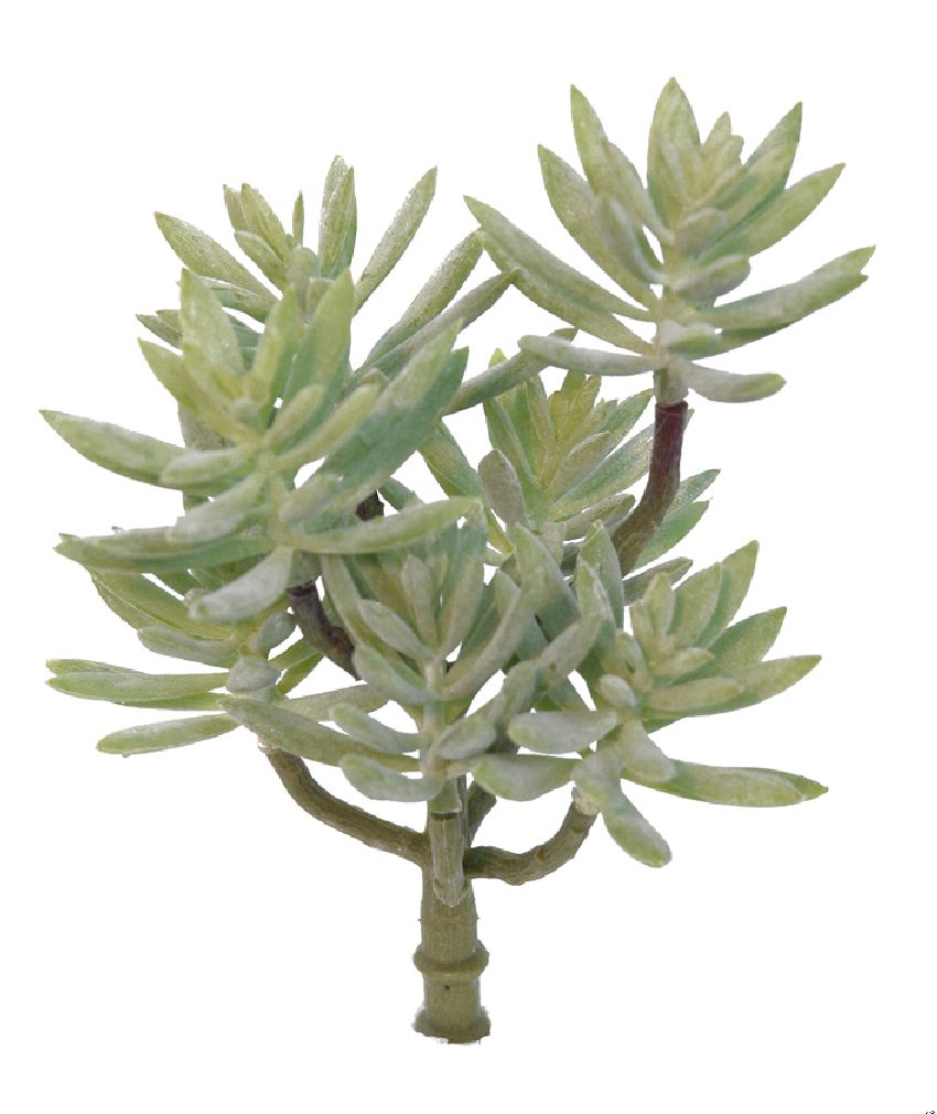 1291380.jpg Sedum carnoso verde - 20cm - Imagen 1