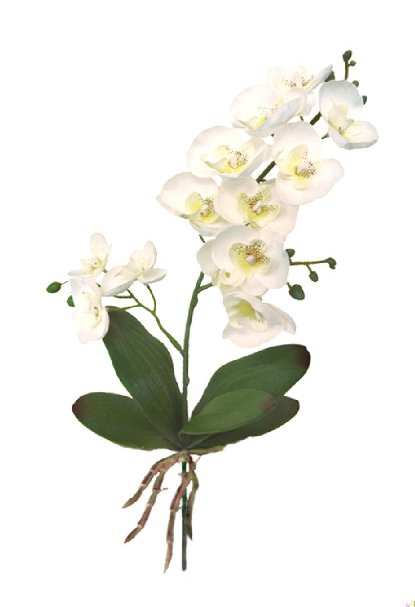 1291700.jpg Orquídea con hojas+raíz crema - 30cm - Imagen 1