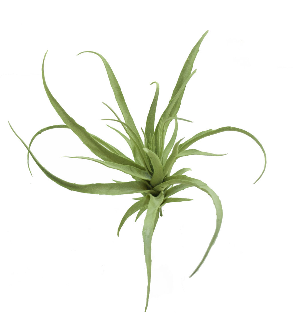 1291800.jpg Tillandsia vde/gris G. - 30cm - Imagen 1
