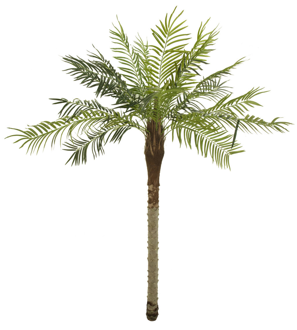 2013310.jpg Palmera phoenix sin maceta - 180cm - Imagen 1