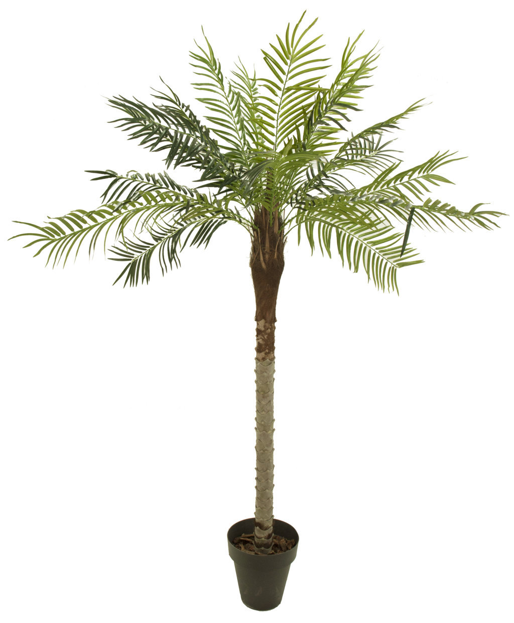 2013310a.jpg Palmera Phoenix con maceta - 180cm - Imagen 1