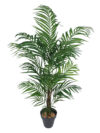 Areca Princess con maceta - Imagen 2