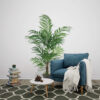 Areca Princess con maceta