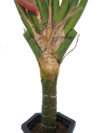 Ave del paraiso luxe plana 200cm(hojas sin montar) - Imagen 4