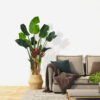 Ave paraiso luxe redonda+maceta 190cm (sin montar)