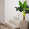 Bananero Republic Luxe con maceta - 135cm - Imagen 2