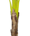 Bananero Republic Luxe sin maceta - 135cm - Imagen 3