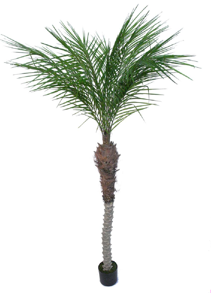 2117324.jpg Palmera Phoenix verde con maceta - 240cm - Imagen 1