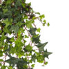 Hiedra inglesa colgante - 60cm - Imagen 2