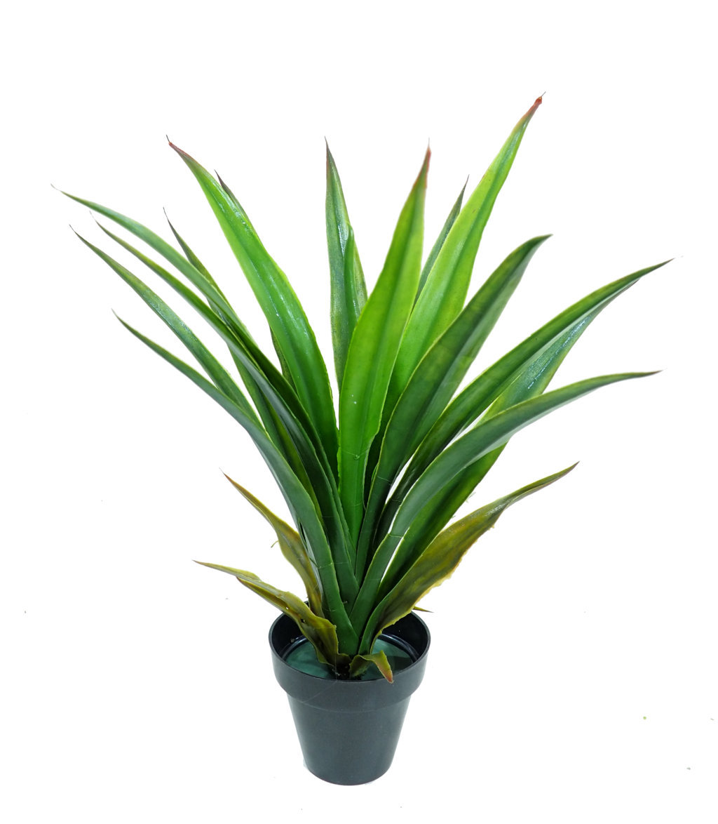 2621200B.jpg Yuca Tropic con maceta negra- 40cm - Imagen 1