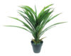Yuca Tropic Plastico con maceta negra- 60cm. - Imagen 2