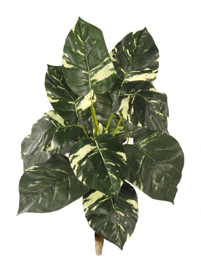 2621264.jpg Pothos variegata - 50cm - Imagen 1