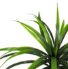 Yuca verde/rojo plastico - 60cm. - Imagen 2