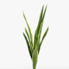 Sansevieria- 79cm.
