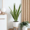 Sansevieria- 79cm. - Imagen 2