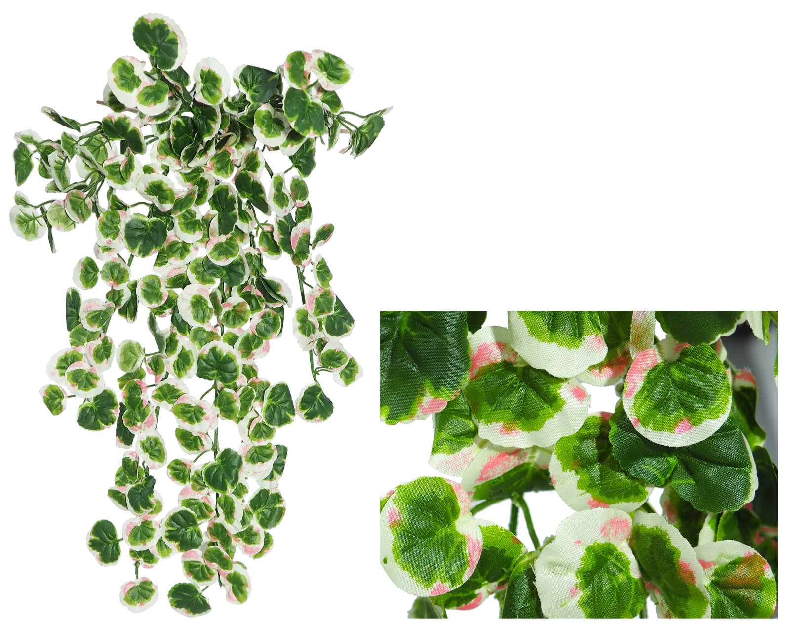 2629150.jpg Begonia minor variegata colgante - 45cm - Imagen 1
