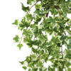 Hiedra variegata colgante - 85cm - Imagen 2