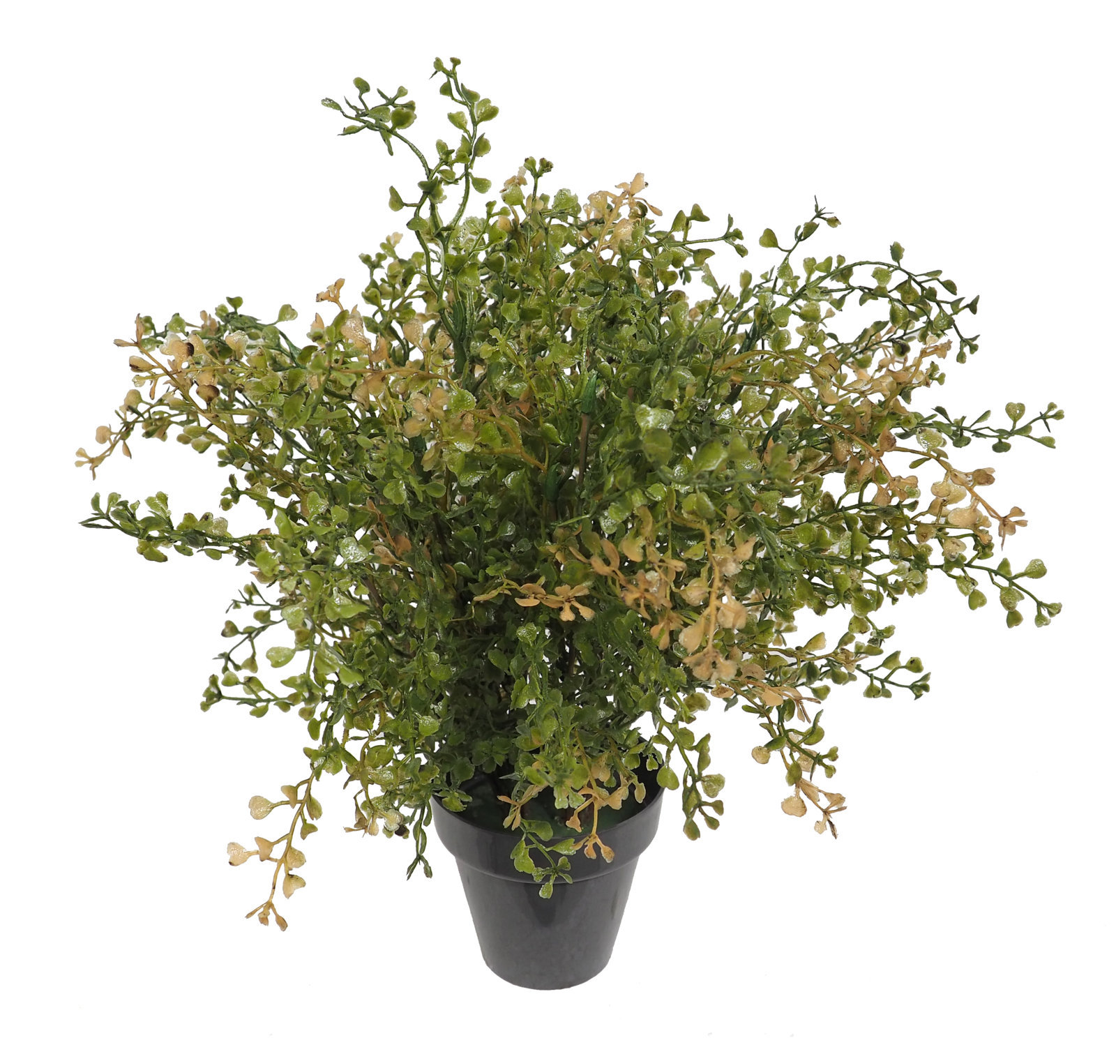 2629560A.jpg Crassula vde/otoñal plastico con maceta -35cm. - Imagen 1