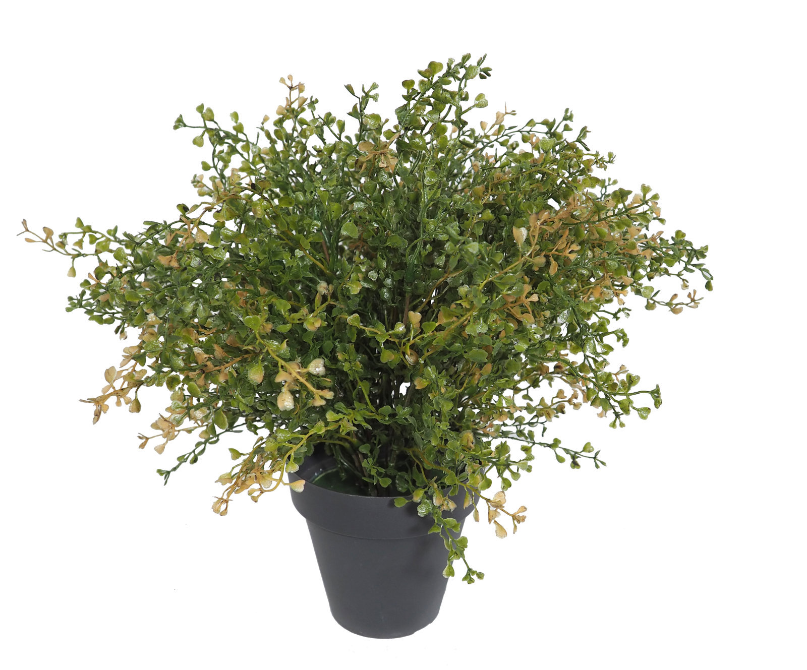 2629560B.jpg Crassula verde/otoñal plastico con maceta -40cm. - Imagen 1