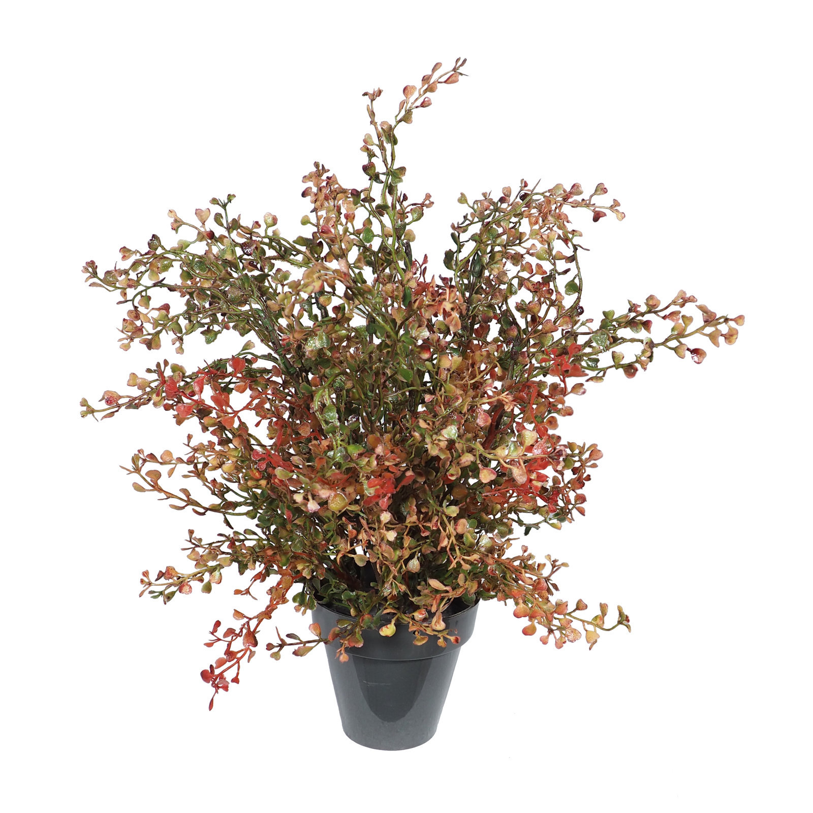 2629565A.jpg Crassula Rojiza Plást. 38 cms. C/Mac. Ø10x9 cms. - Imagen 1