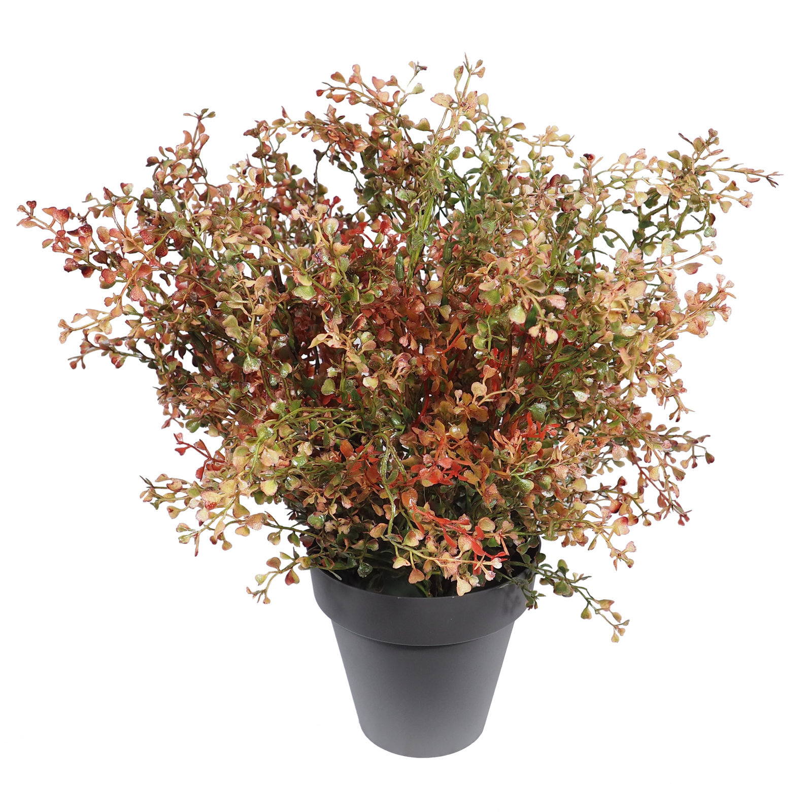 2629565B.jpg Crassula Rojiza/otoñal Plástico con maceta -40cm. - Imagen 1