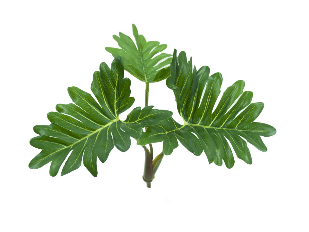 2629790U.jpg Philodendro verde 3hojas - 25cm. - Imagen 1