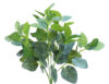 Fitonia verde/blanca - 48cm.