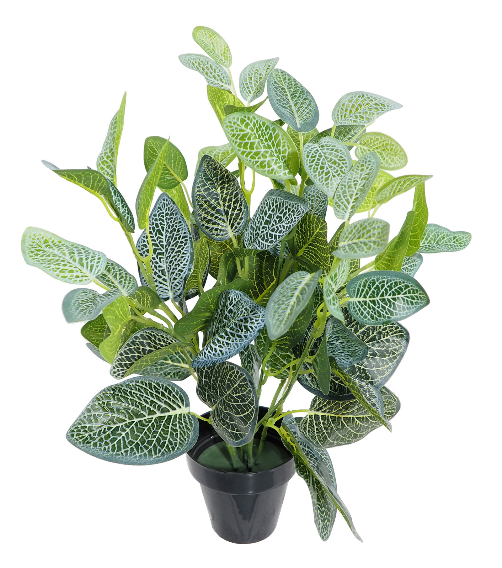 2629820A.jpg Fitonia verde/blanca con maceta - Ø10x40cm. - Imagen 1