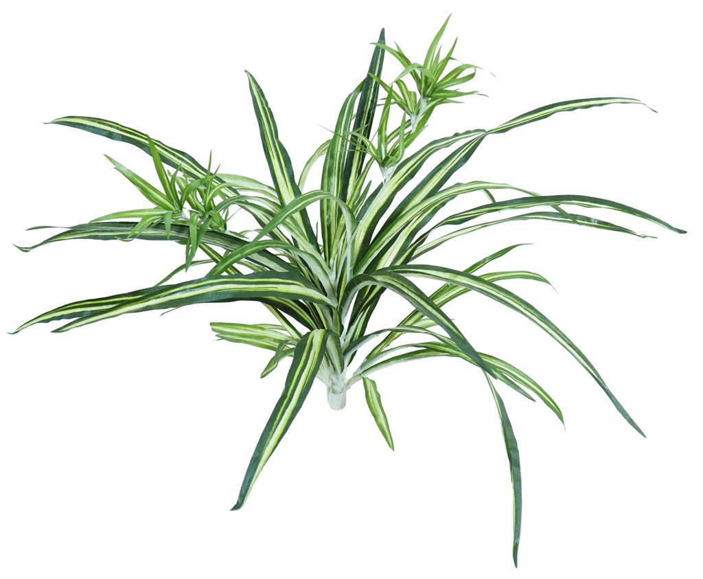 2629990.jpg Cinta variegata- Ø60 x 45cm. - Imagen 1