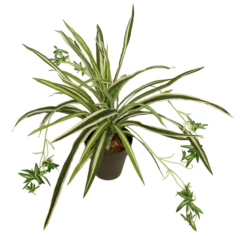 2629990A.jpg Cinta variegata con maceta - 40cm - Imagen 1