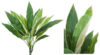 Dracena Variegata -40cm.