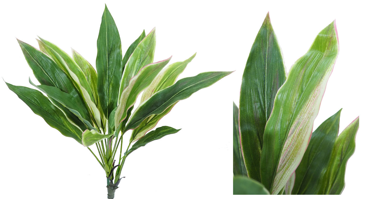 2630010.jpg Dracena Variegata -40cm. - Imagen 1