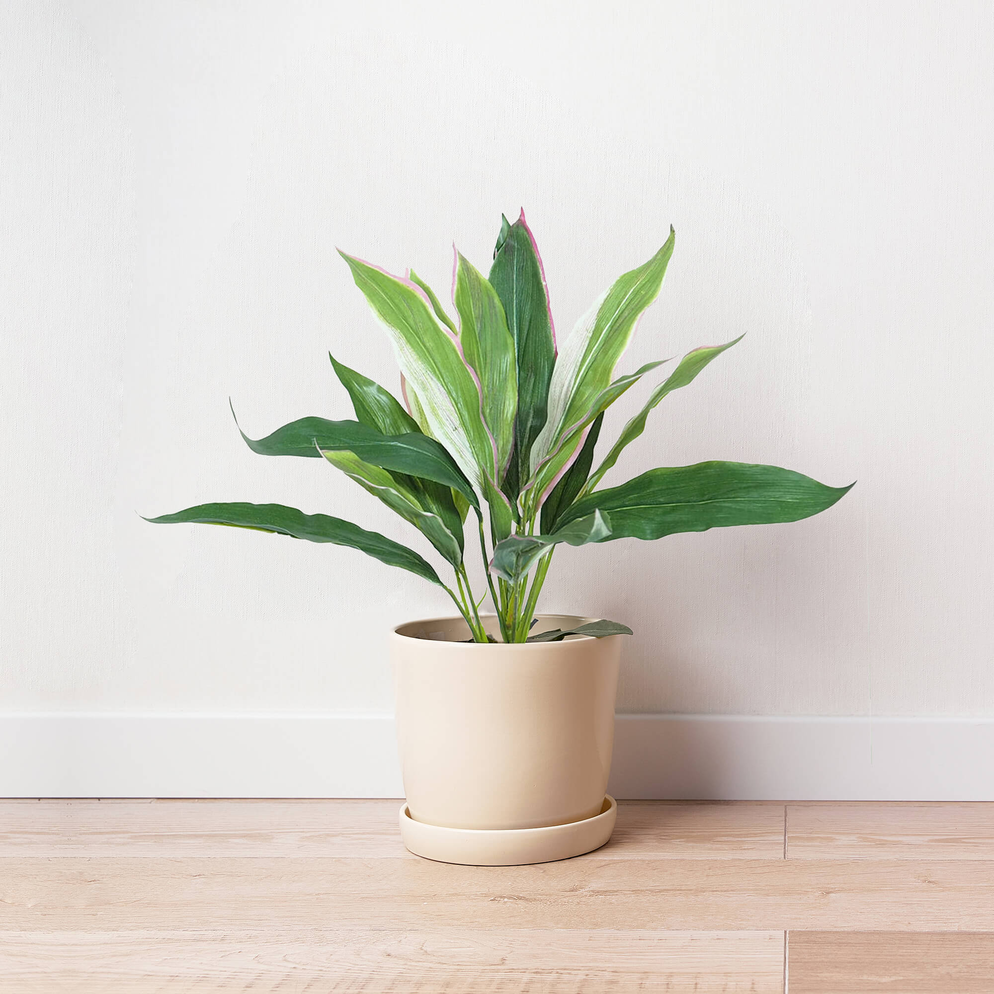 2630010A.jpg Dracena variegata con maceta - 40cm. - Imagen 1