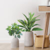 Dracena Variegata -40cm. - Imagen 2