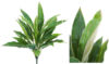 Dracena Variegata -50cm.
