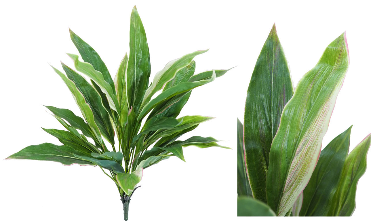 2630020.jpg Dracena Variegata -50cm. - Imagen 1