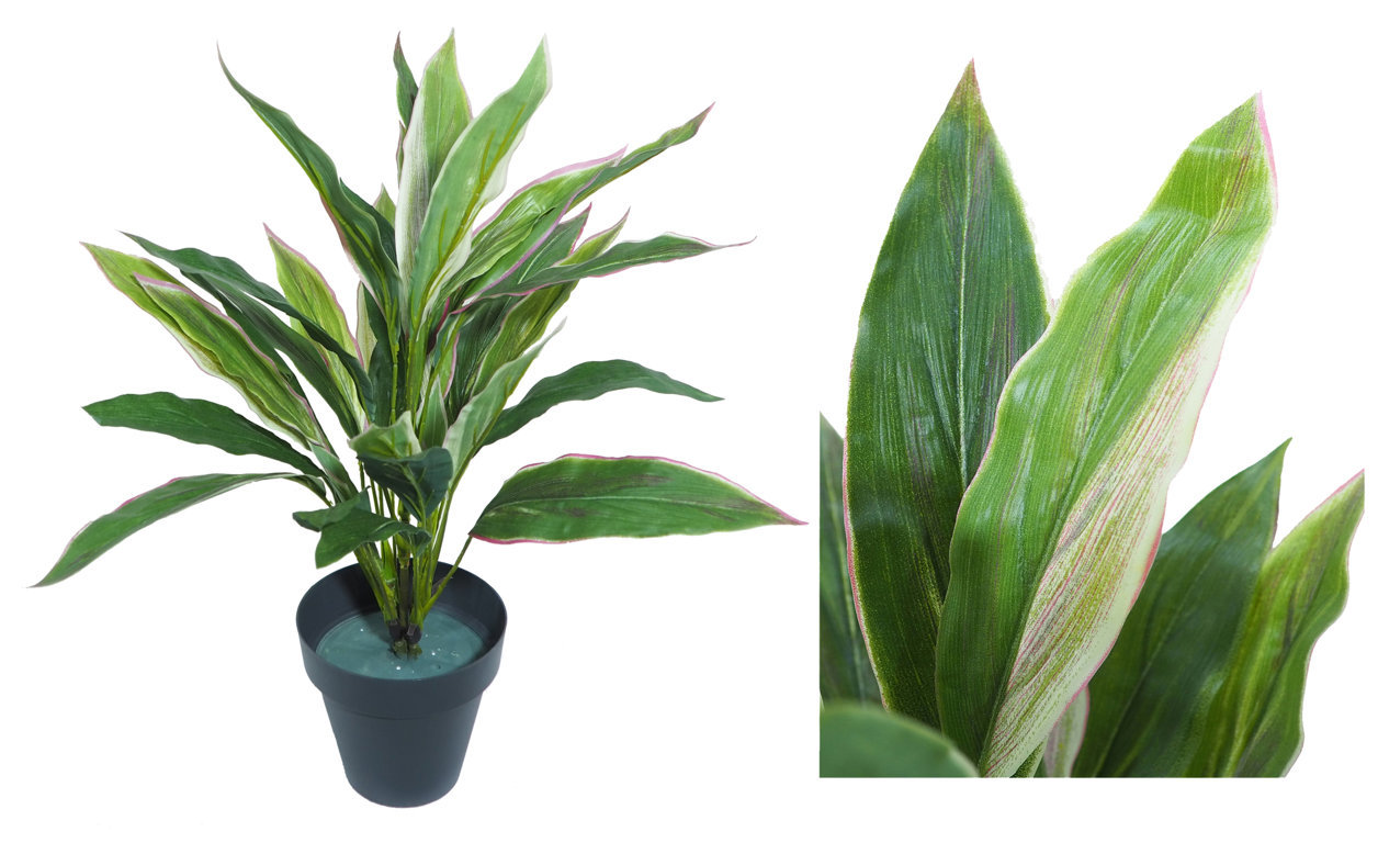 2630020A.jpg Dracena variegata con maceta - 50cm. - Imagen 1