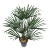 Palmera Raphis Plás.Ø50x60 cms. C/Maceta