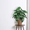 Monstera  verde con maceta - Ø40x50 cm