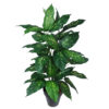 Dieffembachia verde - Ø55x80 cm Con Maceta