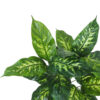 Dieffembachia verde - Ø50x55 cm Con Maceta - Imagen 2