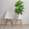 Pothos verde - Ø55x80 cm Con Maceta